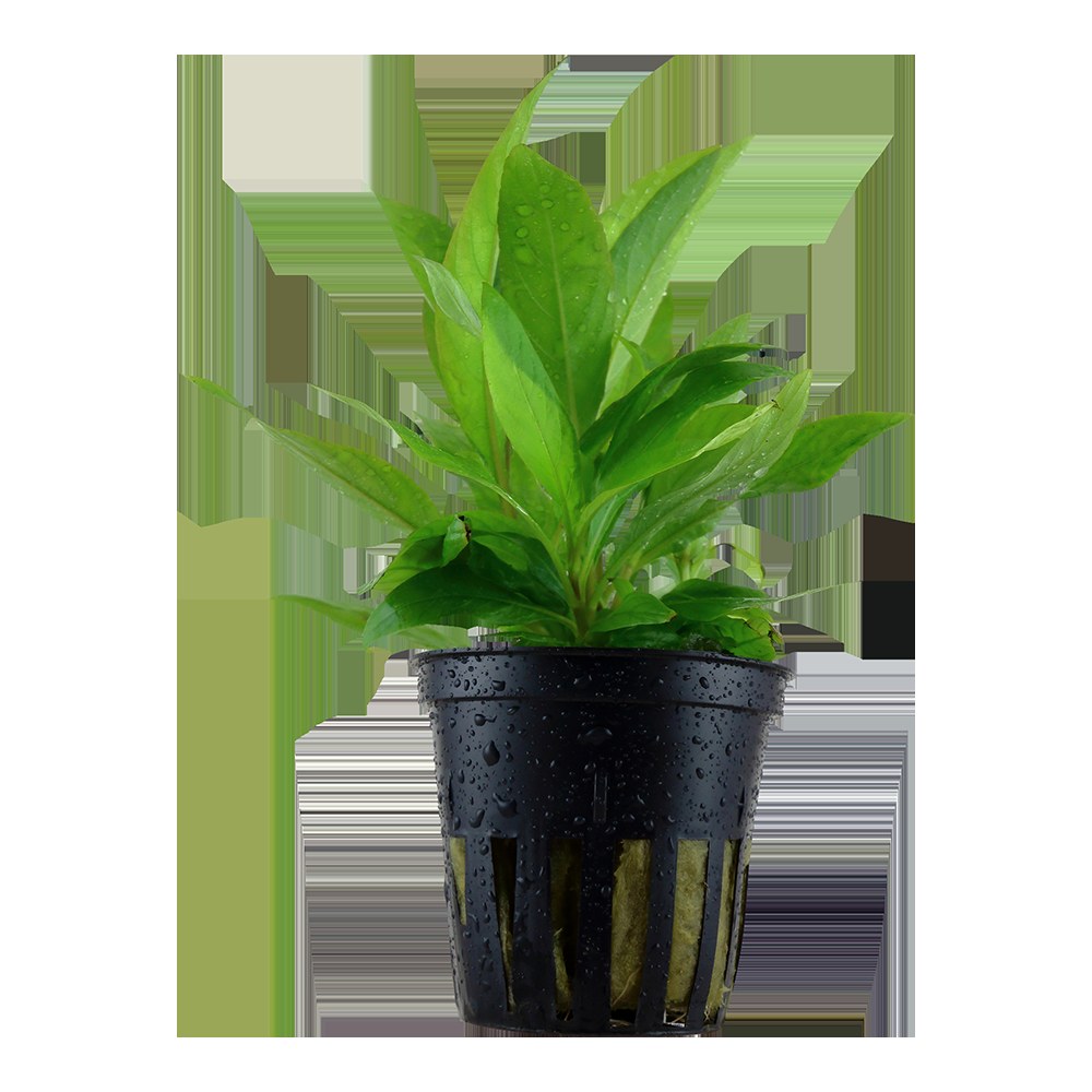 Hygrophila corymbosa 'Stricta' Aquarium Plant — Potted