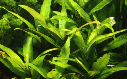 Hygrophila corymbosa 'Stricta' Aquarium Plant — Potted