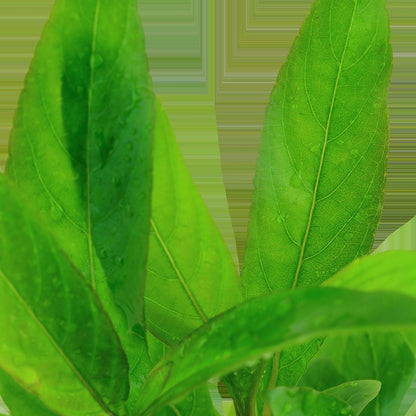 Hygrophila corymbosa 'Stricta' Aquarium Plant — Potted