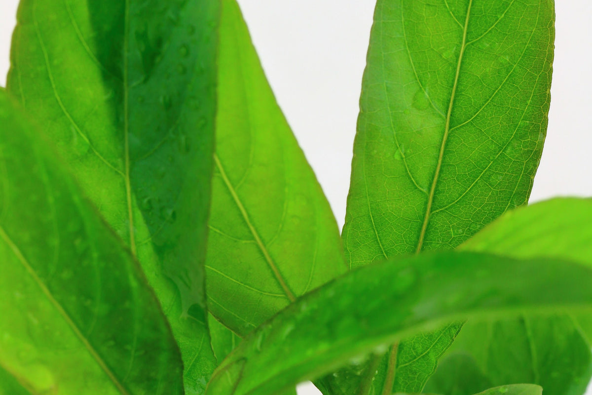 Hygrophila corymbosa 'Stricta' Aquarium Plant — Potted