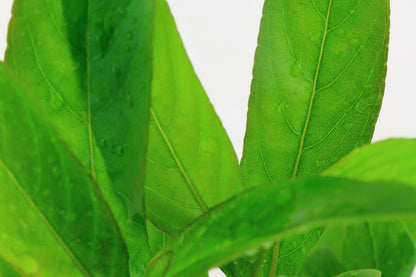 Hygrophila corymbosa 'Stricta' Aquarium Plant — Potted