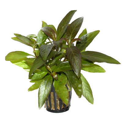 Hygrophila corymbosa 'Stricta' Aquarium Plant — Potted