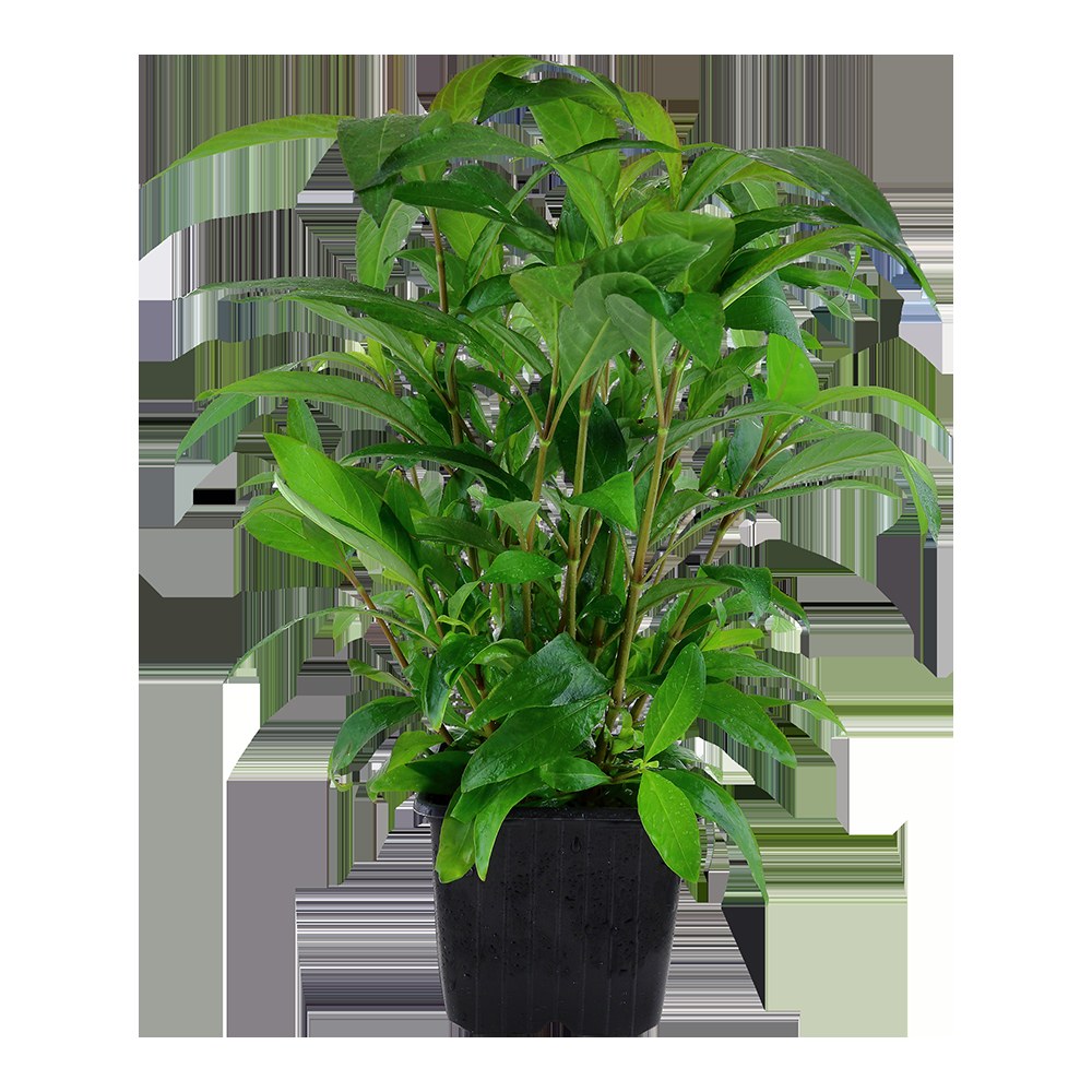 Hygrophila corymbosa 'Stricta' Aquarium Plant — XL mother plant