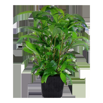 Hygrophila corymbosa 'Stricta' Aquarium Plant — XL mother plant