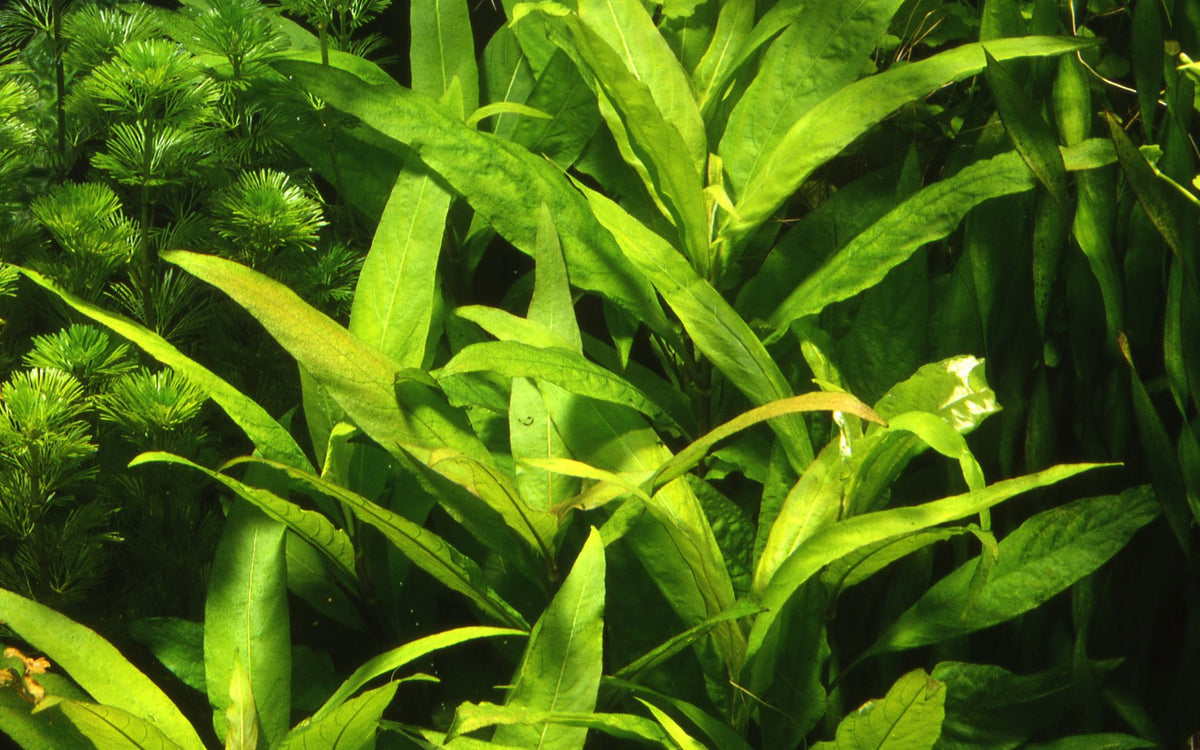 Hygrophila corymbosa 'Stricta' Aquarium Plant — XL mother plant