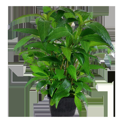 Hygrophila corymbosa 'Stricta' Aquarium Plant — XL mother plant