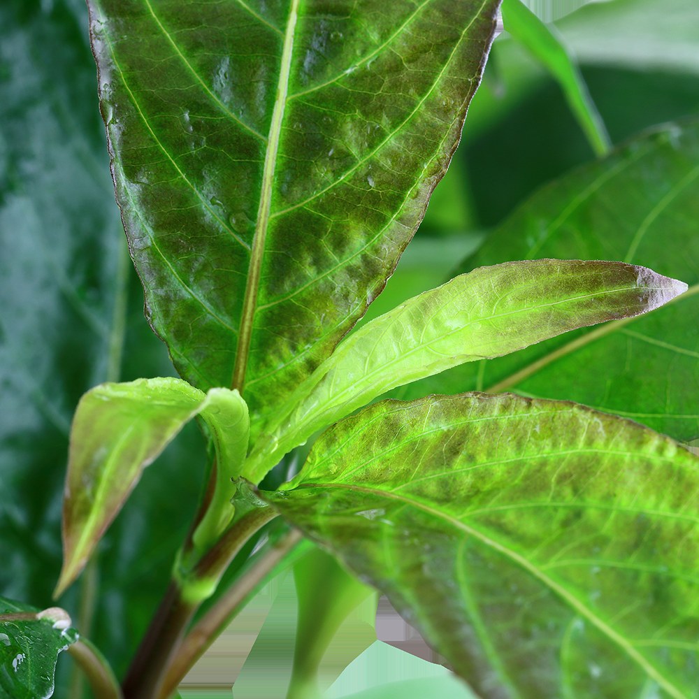 Hygrophila corymbosa 'Stricta' Aquarium Plant — XL mother plant