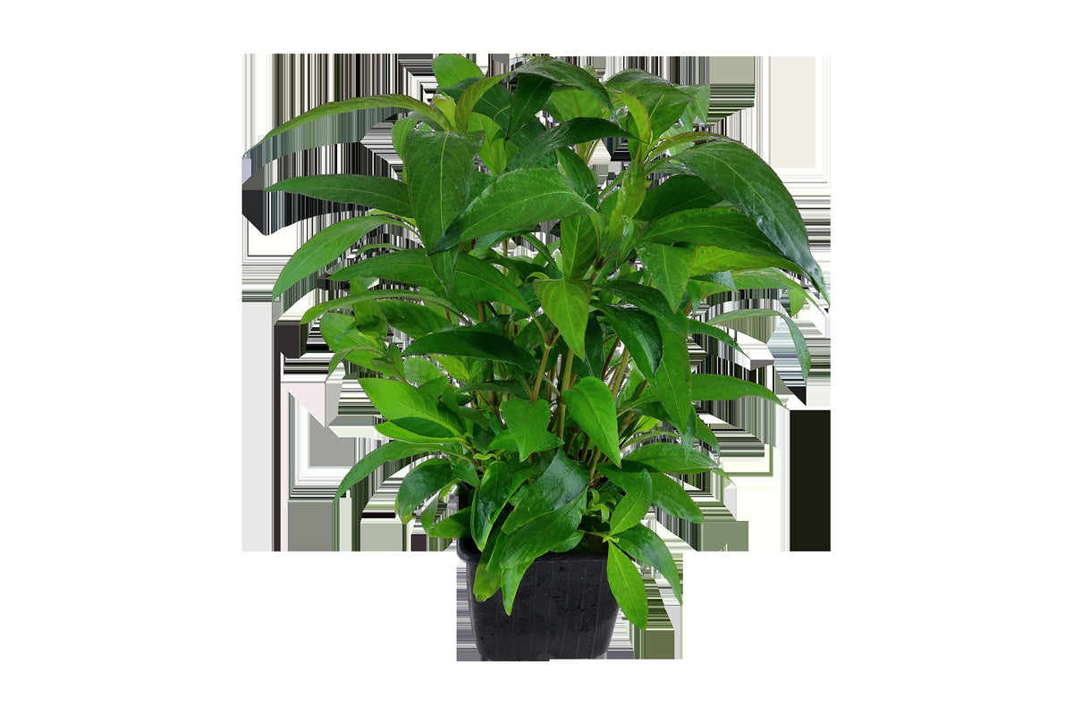 Hygrophila corymbosa 'Stricta' Aquarium Plant — XL mother plant