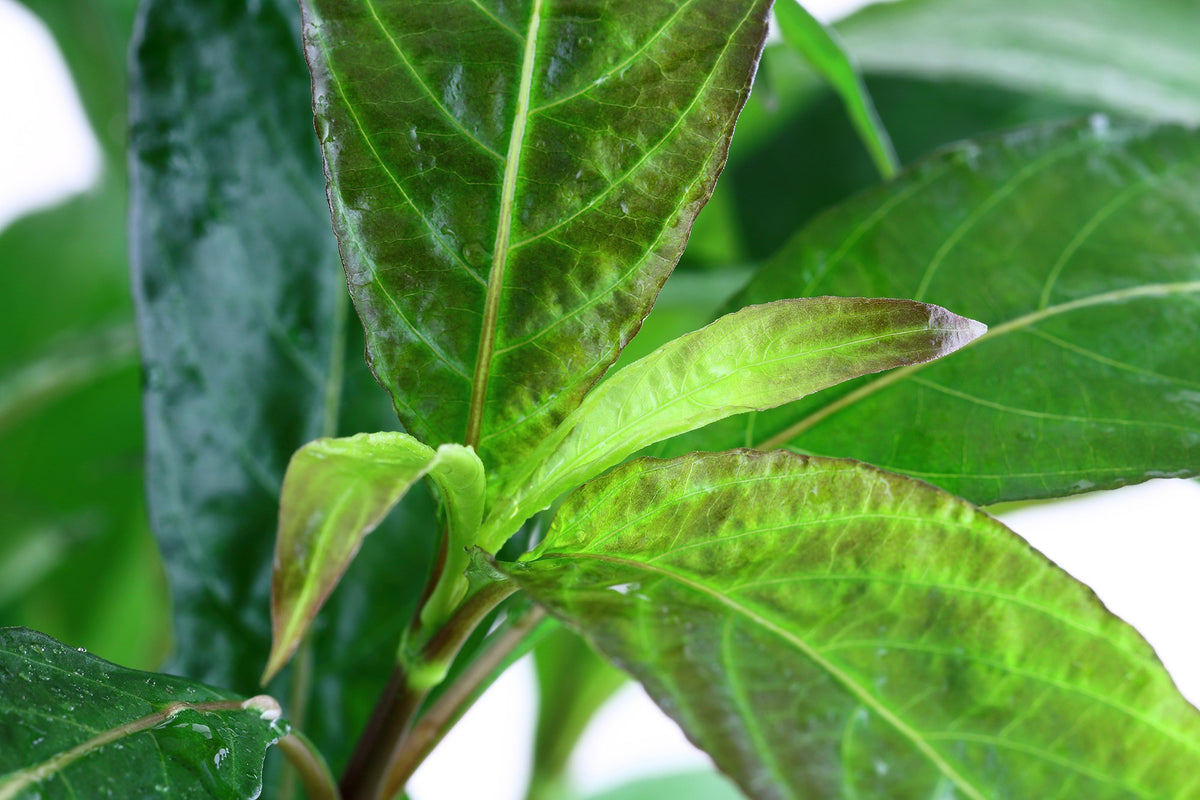 Hygrophila corymbosa 'Stricta' Aquarium Plant — XL mother plant