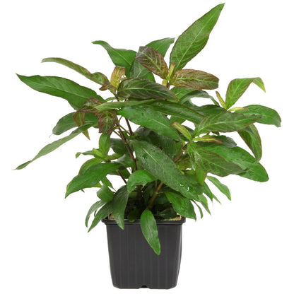 Hygrophila corymbosa 'Stricta' Aquarium Plant — XL mother plant