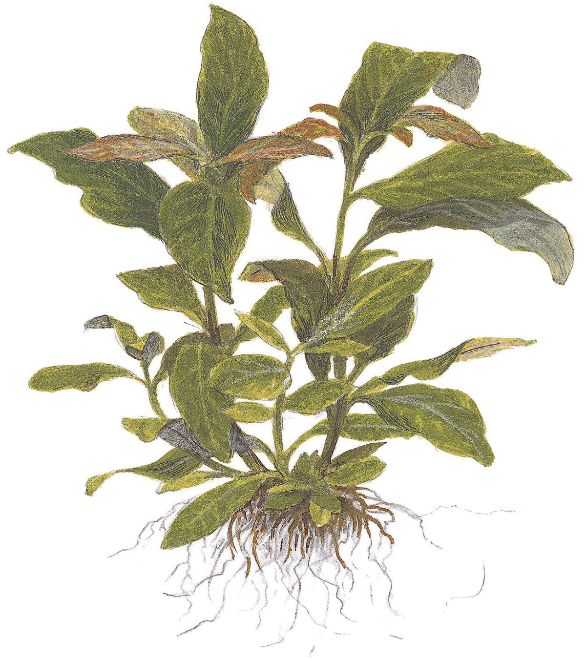 Hygrophila corymbosa 'Stricta' Aquarium Plant