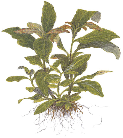 Hygrophila corymbosa 'Stricta' Aquarium Plant