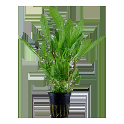 Hygrophila costata Potted Aquarium Plant — Potted