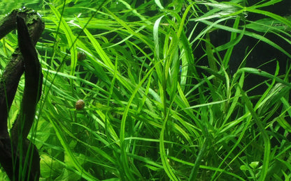 Hygrophila costata Potted Aquarium Plant — Potted