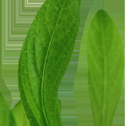 Hygrophila costata Potted Aquarium Plant — Potted