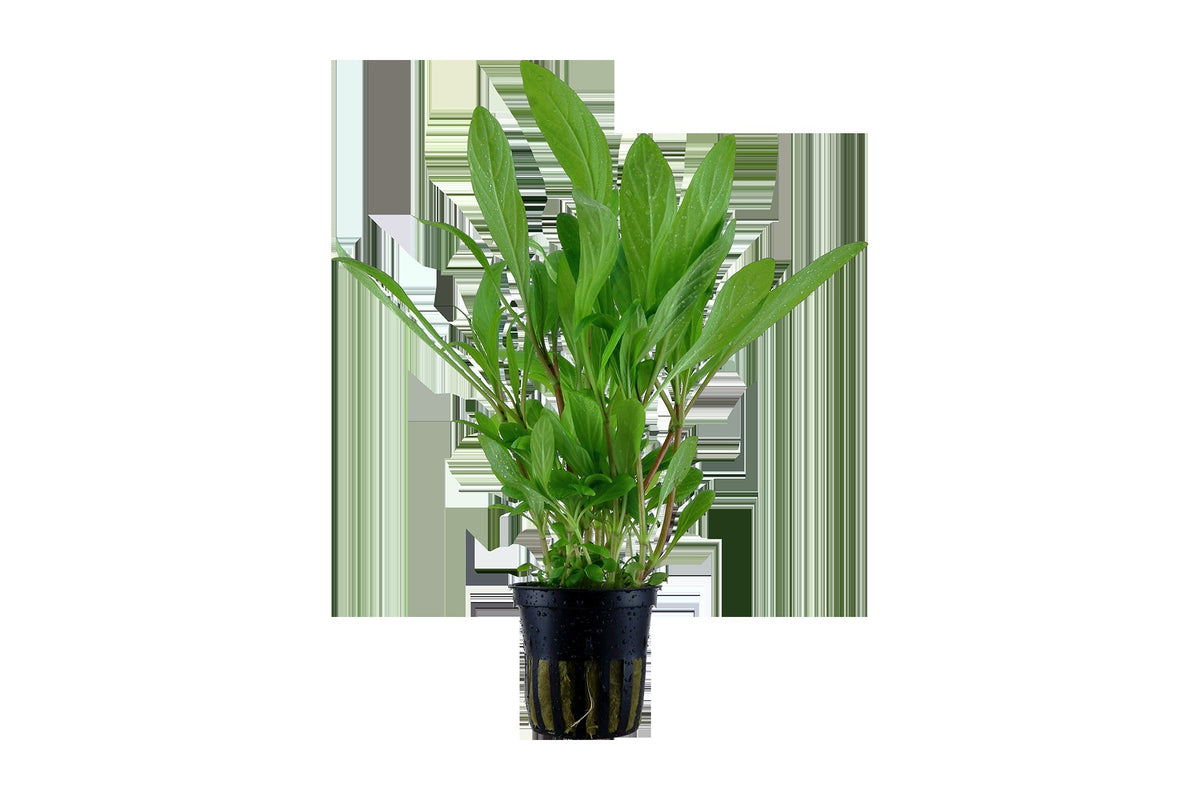Hygrophila costata Potted Aquarium Plant — Potted