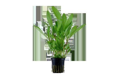 Hygrophila costata Potted Aquarium Plant — Potted