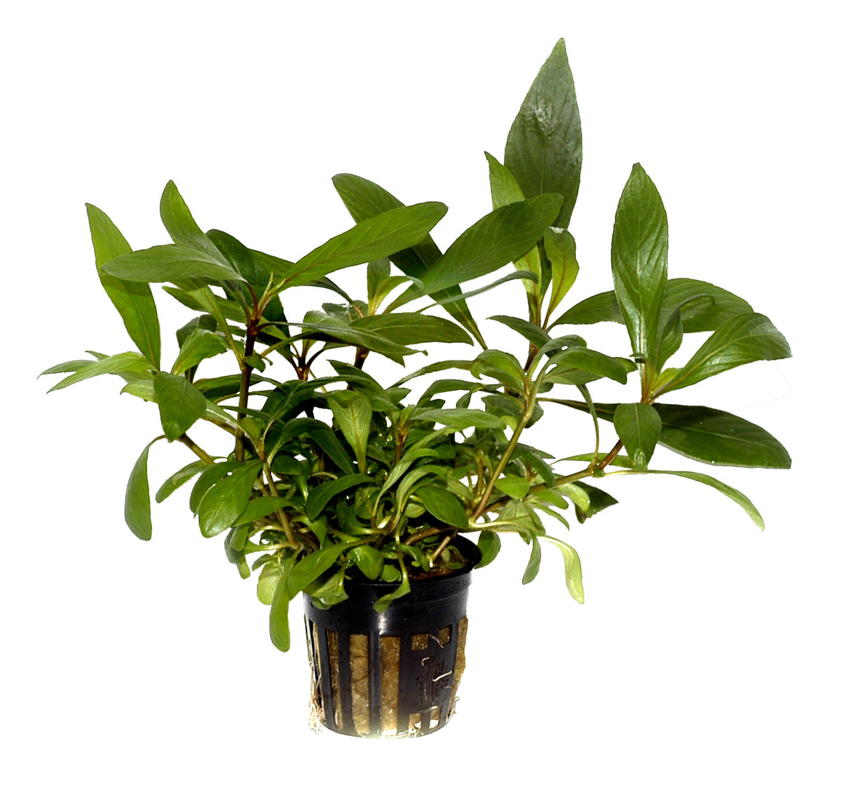 Hygrophila costata Potted Aquarium Plant — Potted