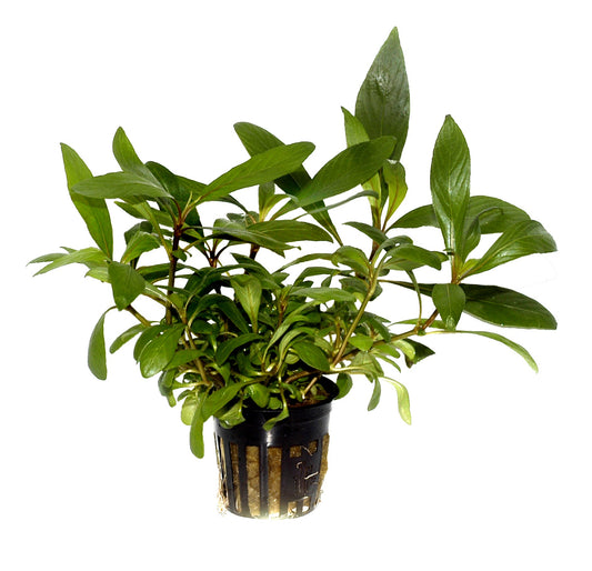 Hygrophila costata Potted Aquarium Plant — Potted