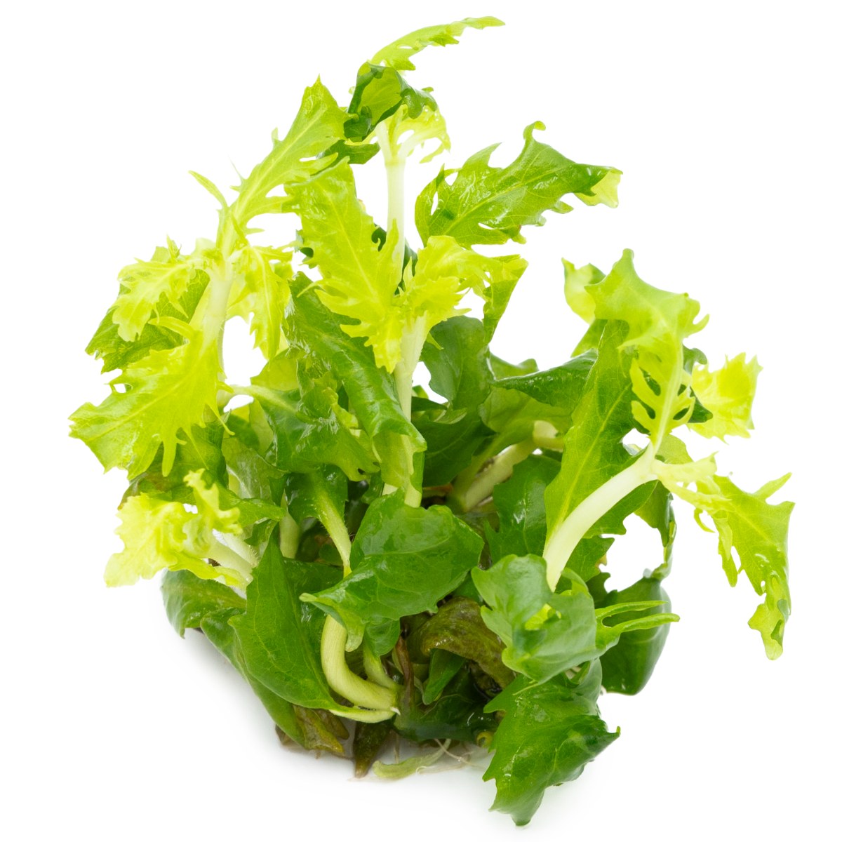 Hygrophila difformis (1-2-Grow!) — 1-2-Grow!