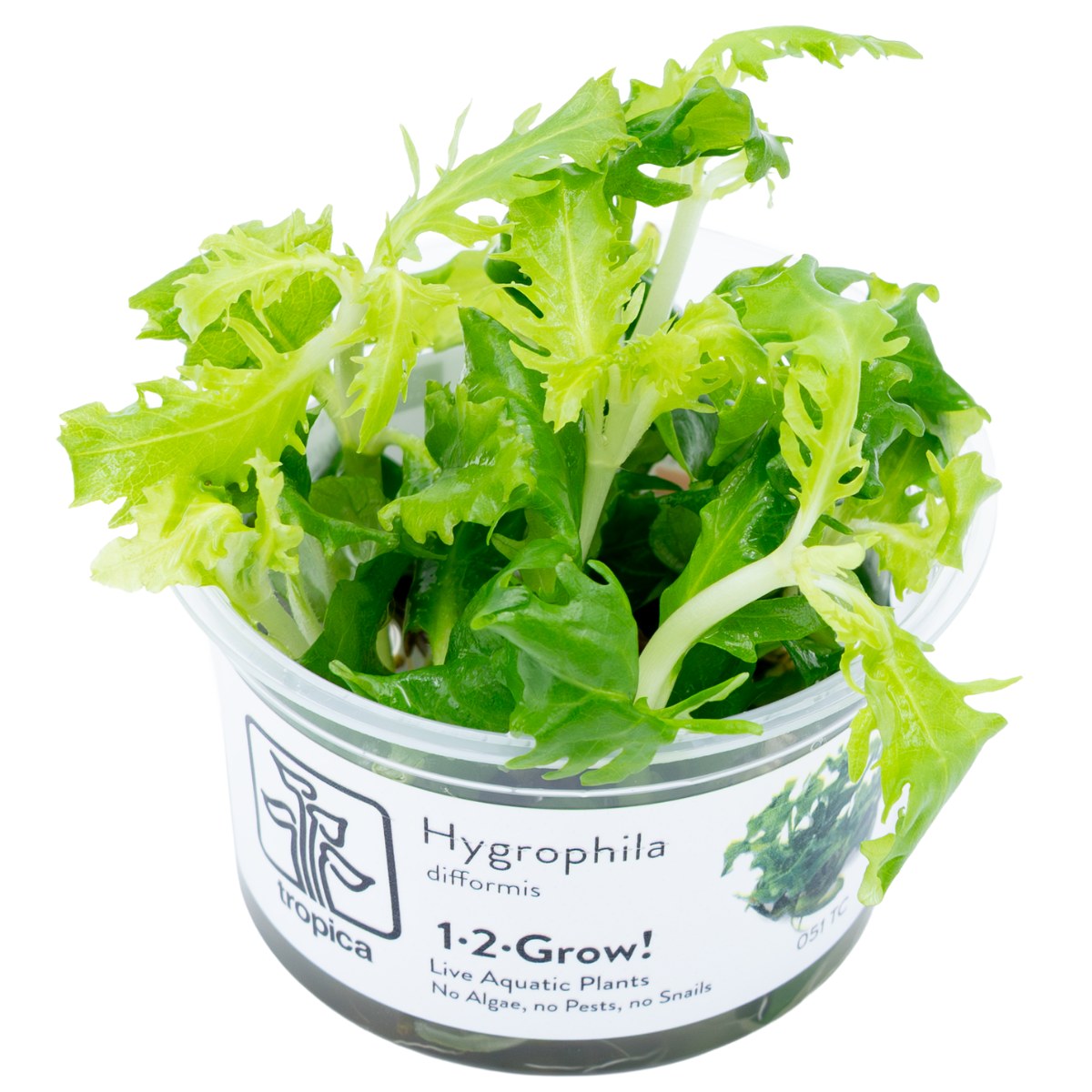 Hygrophila difformis (1-2-Grow!) — 1-2-Grow!