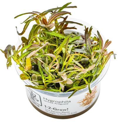Hygrophila lancea 'Araguaia' — 1-2-Grow!