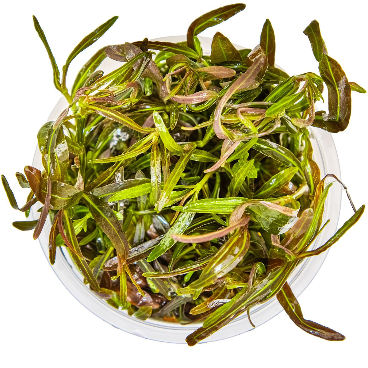 Hygrophila lancea 'Araguaia' — 1-2-Grow!