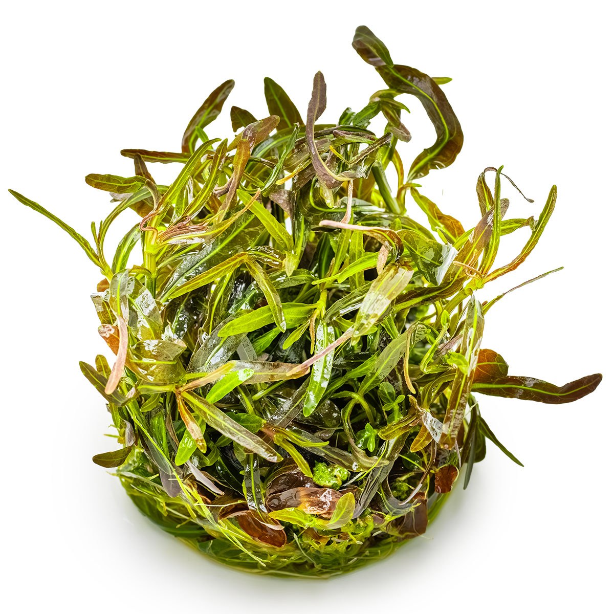 Hygrophila lancea 'Araguaia' — 1-2-Grow!