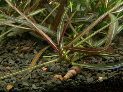 Hygrophila lancea 'Araguaia' — 1-2-Grow!