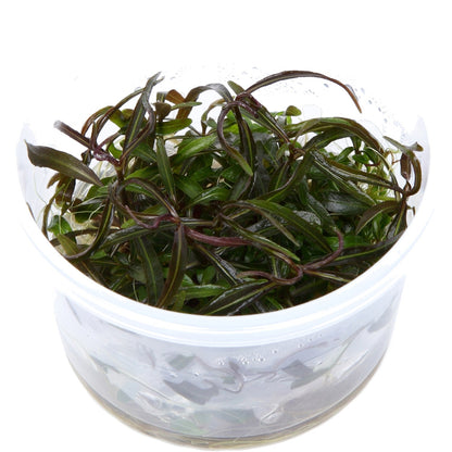 Hygrophila lancea 'Araguaia' — 1-2-Grow!