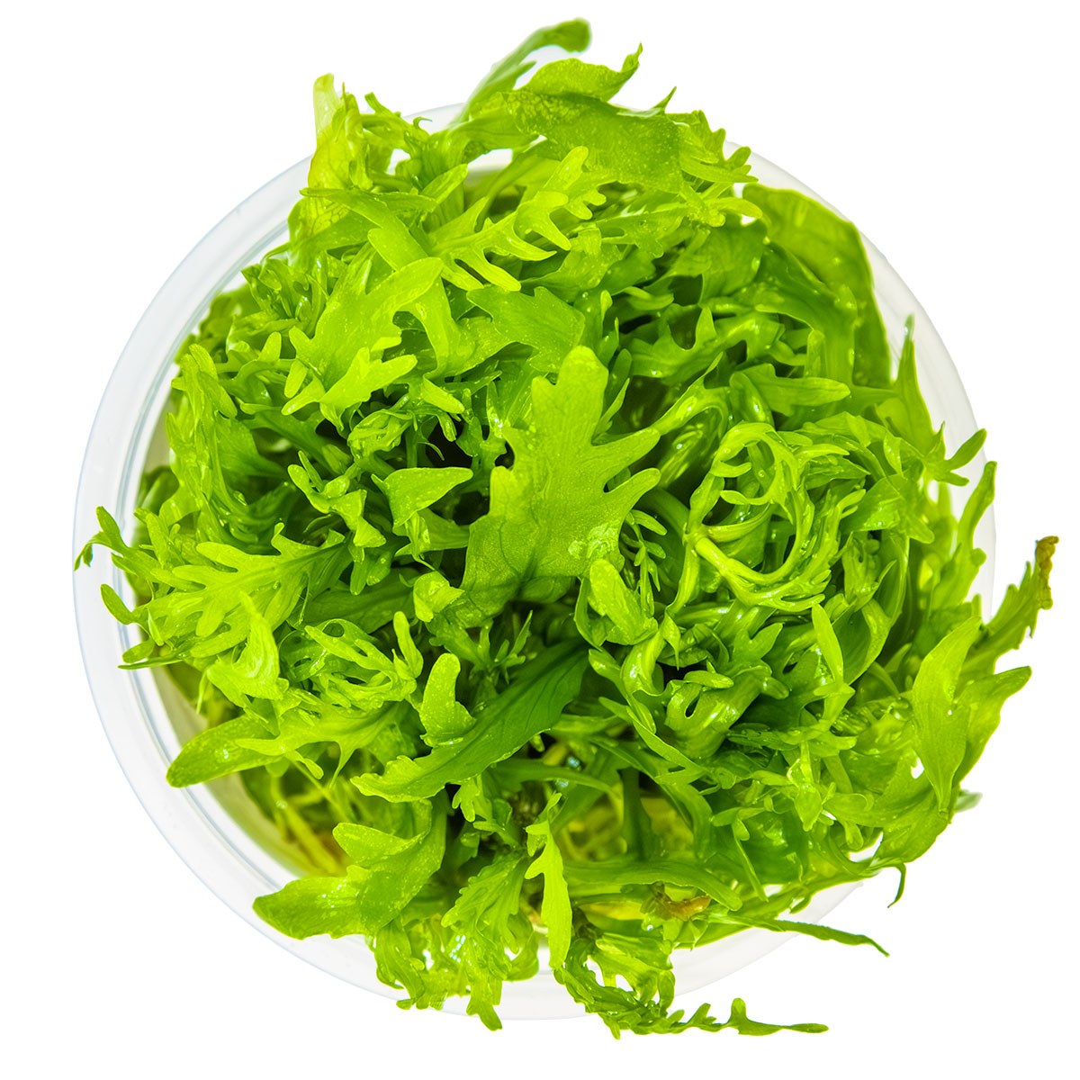 Hygrophila odora — 1-2-Grow!