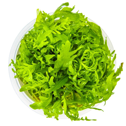 Hygrophila odora — 1-2-Grow!