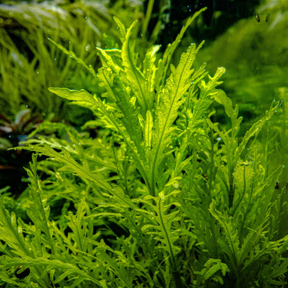 Hygrophila odora — 1-2-Grow!