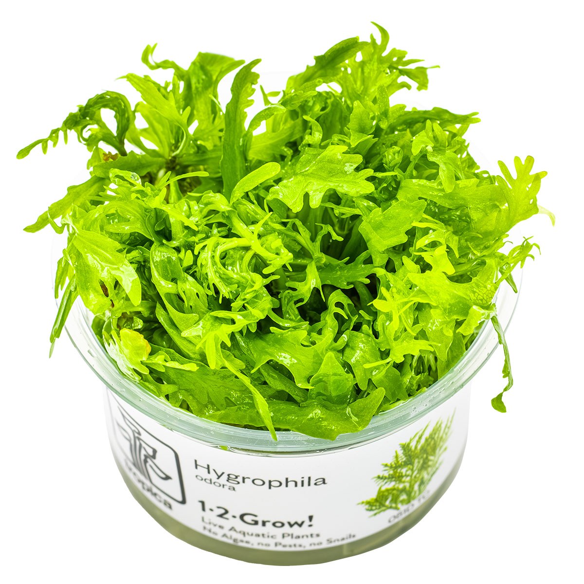 Hygrophila odora — 1-2-Grow!