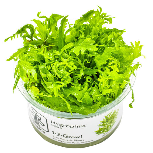 Hygrophila odora — 1-2-Grow!