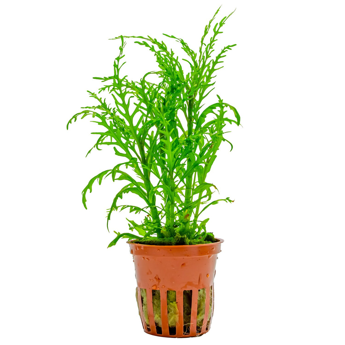 Hygrophila odora 'Difformis' Aquarium Plant — Potted