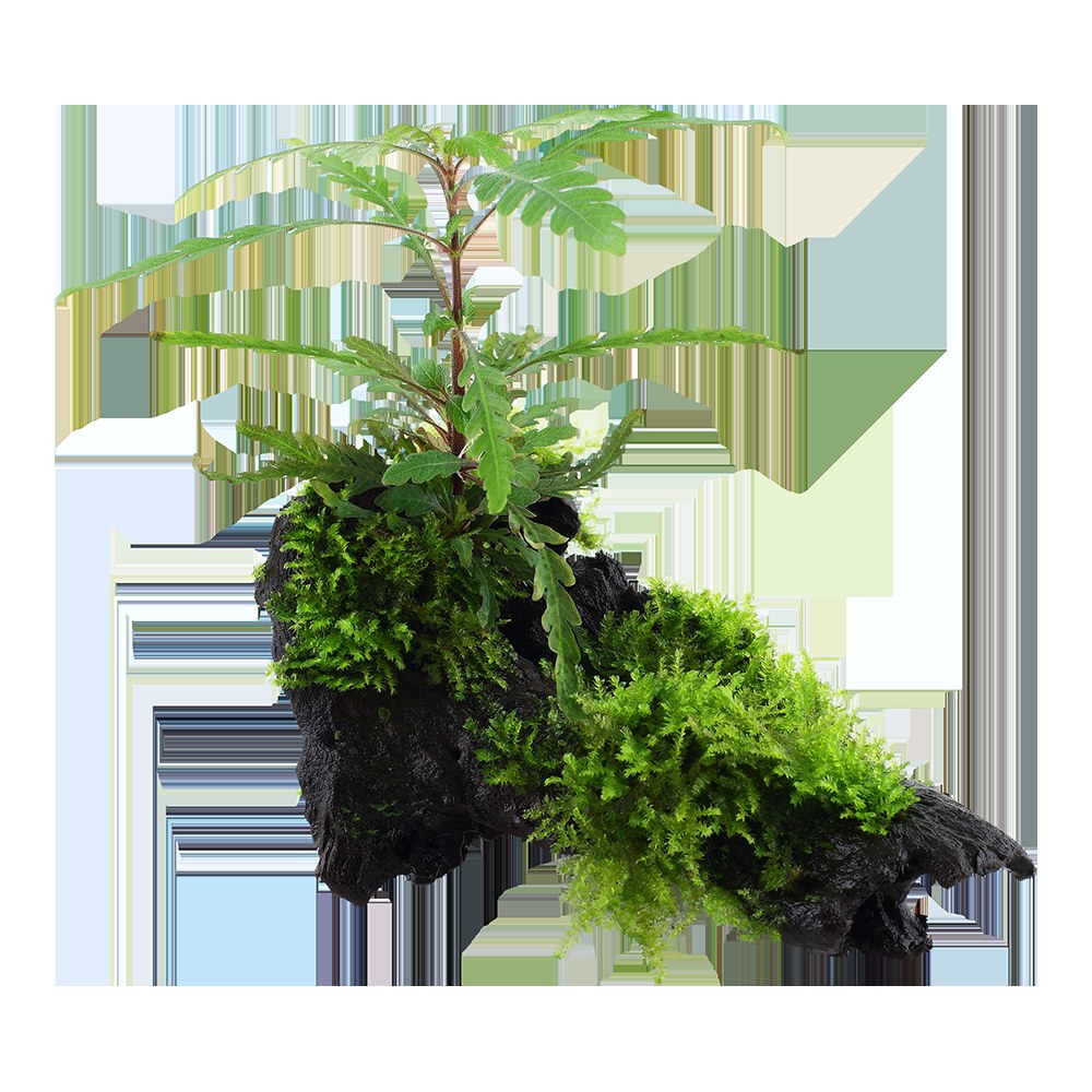 Hygrophila pinnatifida & Moss on Wood — Standard