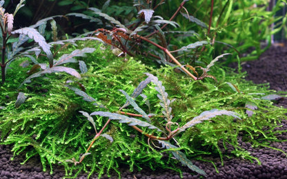 Hygrophila pinnatifida & Moss on Wood — Standard