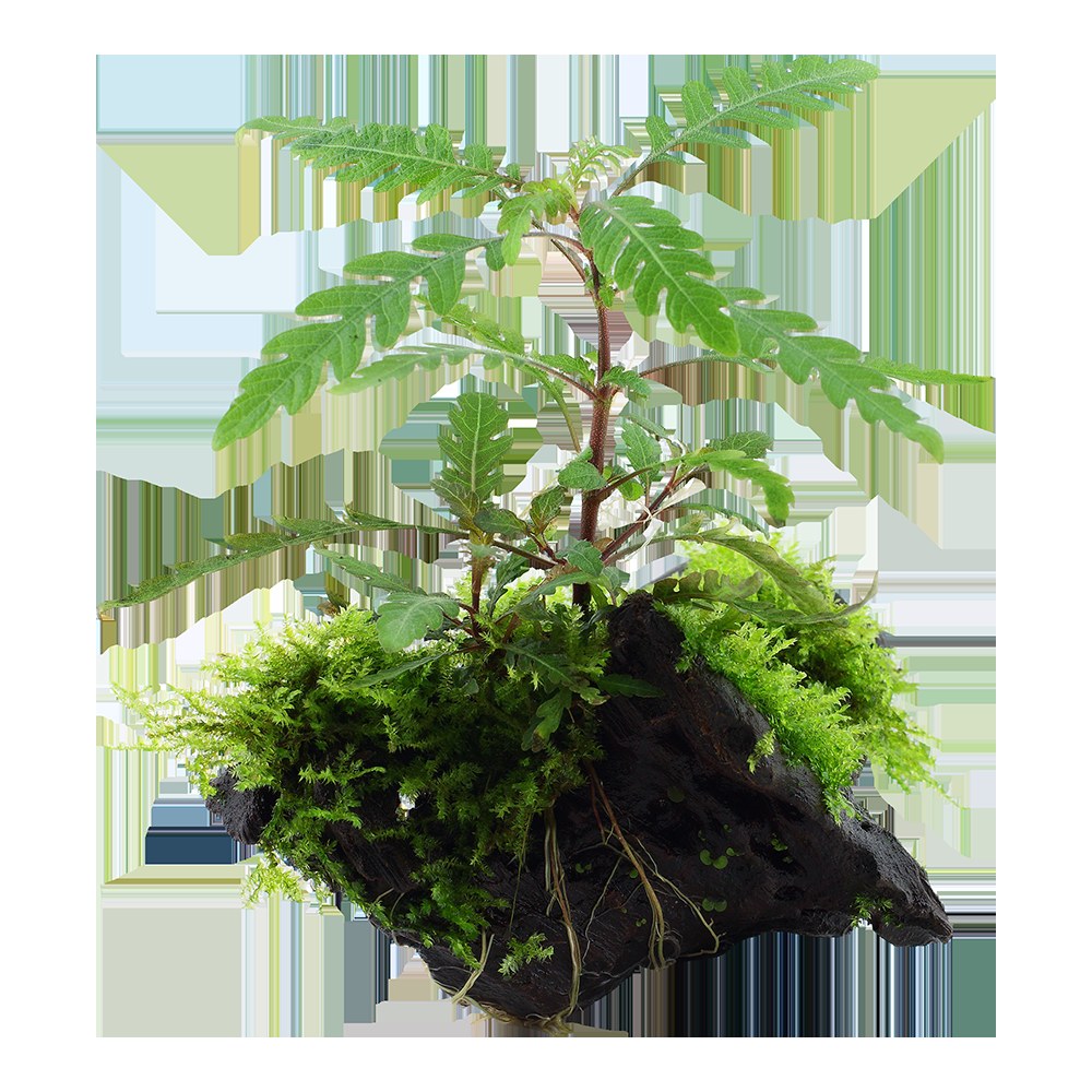 Hygrophila pinnatifida & Moss on Wood — Standard