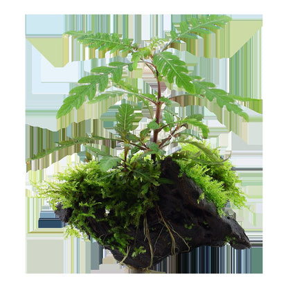 Hygrophila pinnatifida & Moss on Wood — Standard