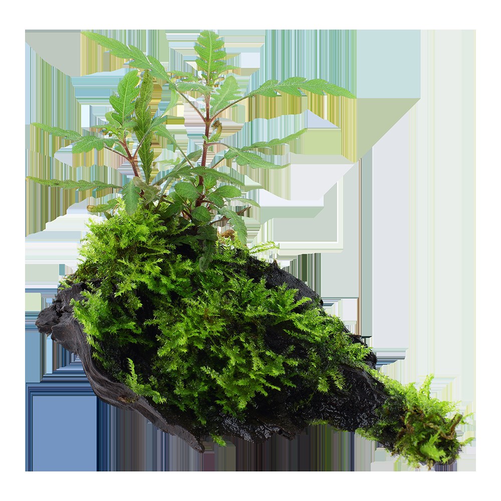 Hygrophila pinnatifida & Moss on Wood — Standard