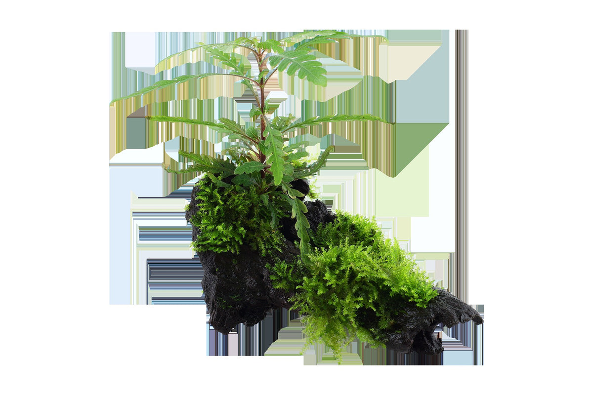 Hygrophila pinnatifida & Moss on Wood — Standard