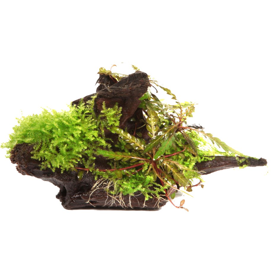 Hygrophila pinnatifida & Moss on Wood — Standard