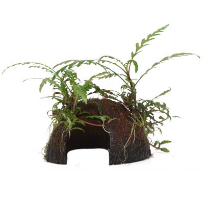 Hygrophila pinnatifida on Coconut Shell — Standard