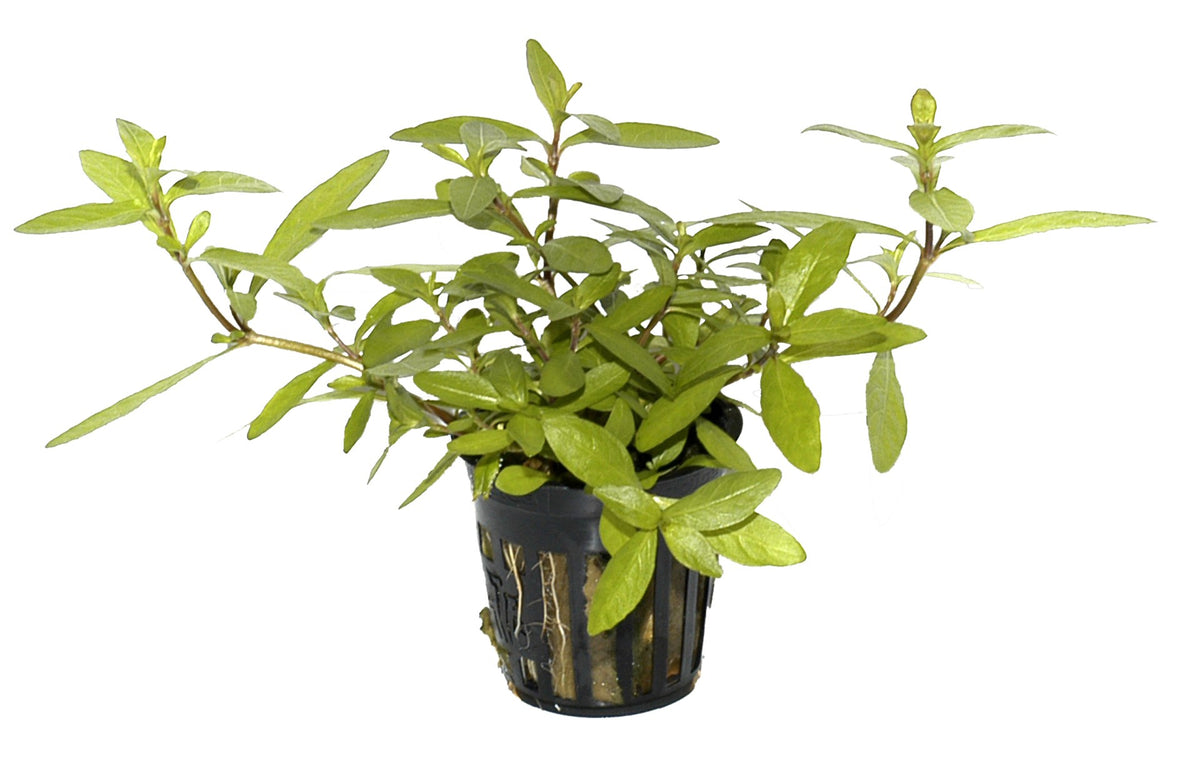 Hygrophila polysperma - Potted Aquarium Plant — Potted