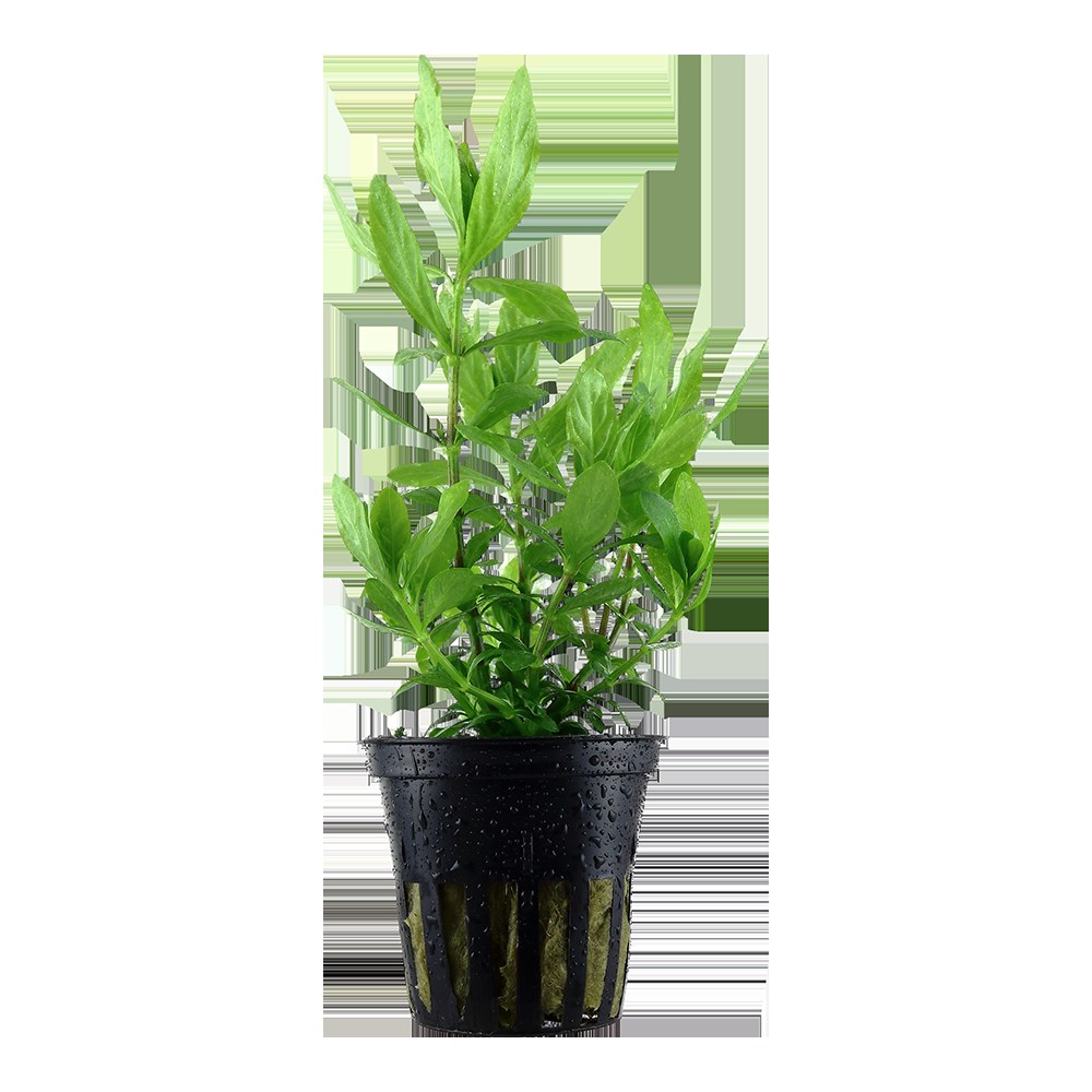 Hygrophila polysperma - Potted Aquarium Plant — Potted