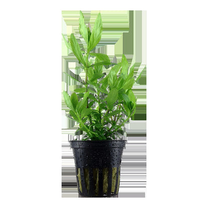 Hygrophila polysperma - Potted Aquarium Plant — Potted