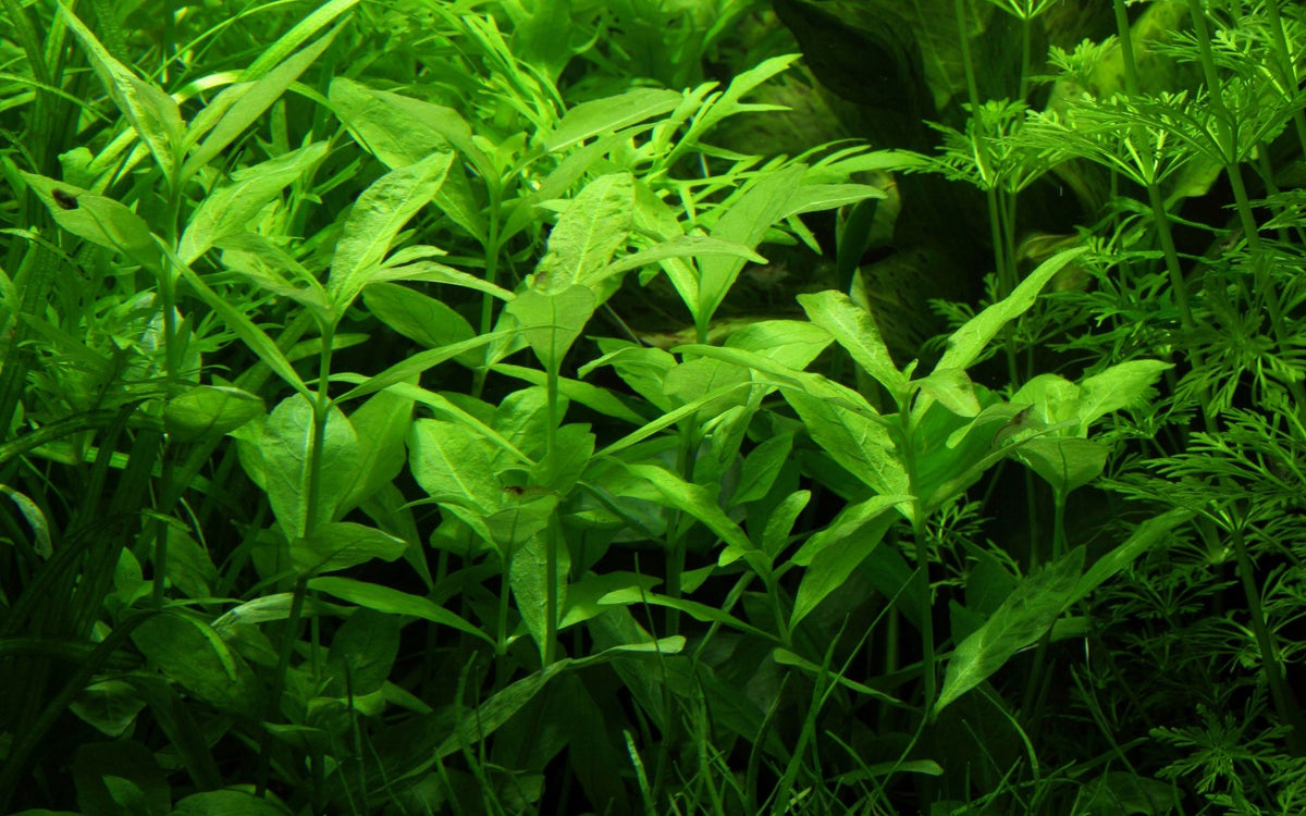 Hygrophila polysperma - Potted Aquarium Plant — Potted