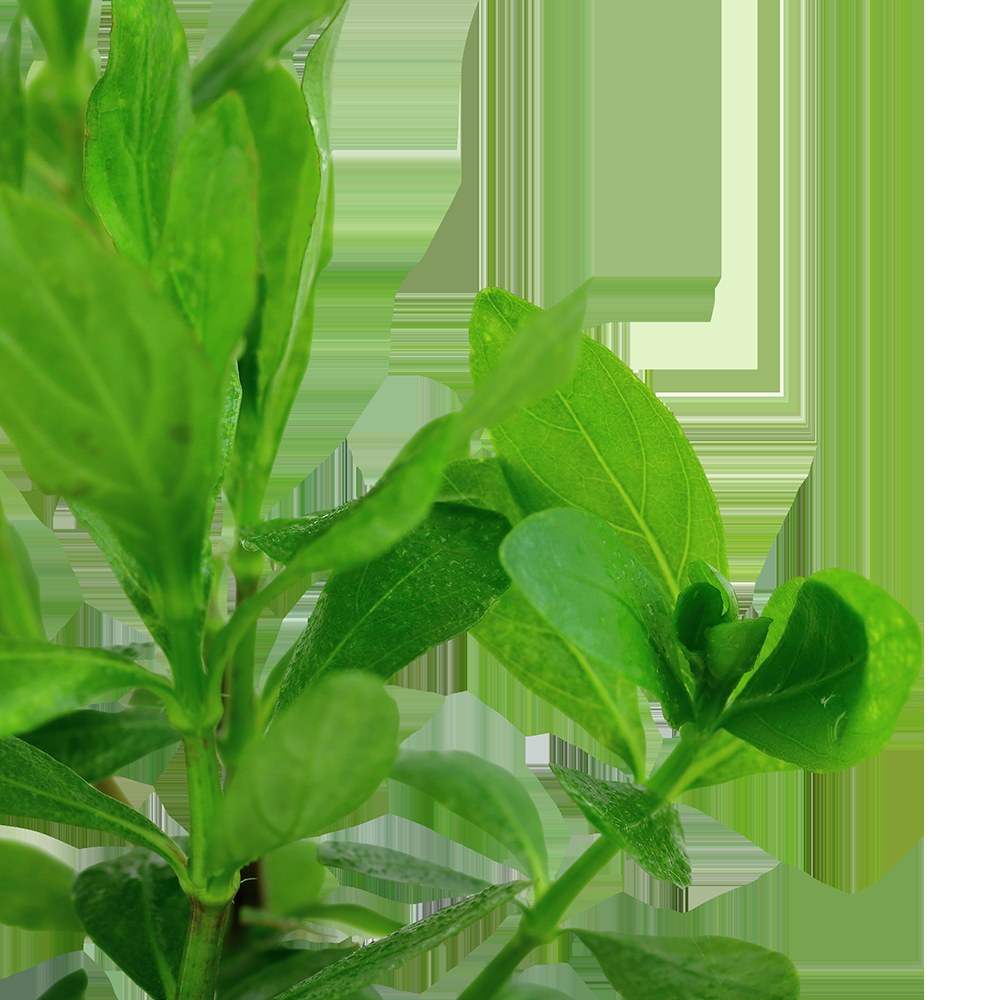 Hygrophila polysperma - Potted Aquarium Plant — Potted