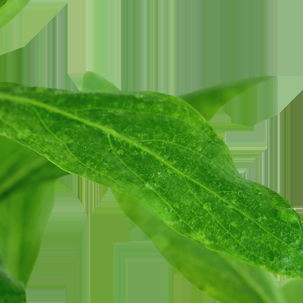 Hygrophila polysperma - Potted Aquarium Plant — Potted